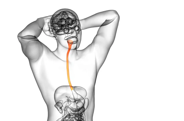 3d rendered illustration of the esophagus — Stock Photo, Image