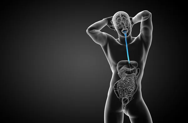 3d rendered illustration of the esophagus — Stock Photo, Image