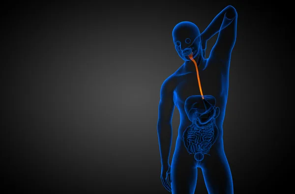 3d zilustrowany przełyk — Zdjęcie stockowe