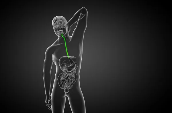 3D απόδοση απεικόνιση του οισοφάγου — Φωτογραφία Αρχείου