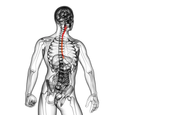 3d rendered illustration of the esophagus — Stock Photo, Image