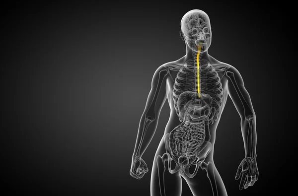 3d rendered illustration of the esophagus — Stock Photo, Image