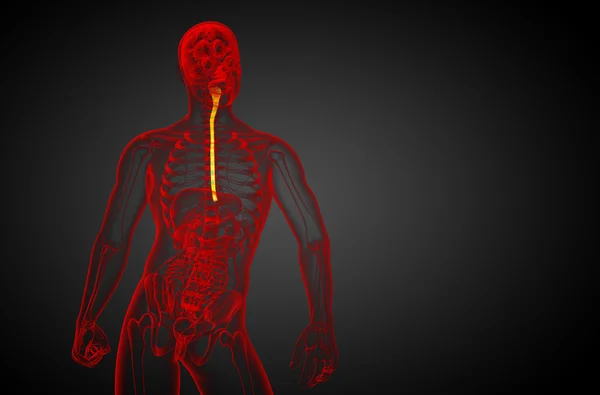 3d representación ilustrativa del esófago —  Fotos de Stock