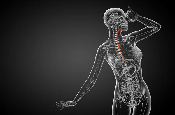 3d rendered illustration of the esophagus — Stock Photo, Image