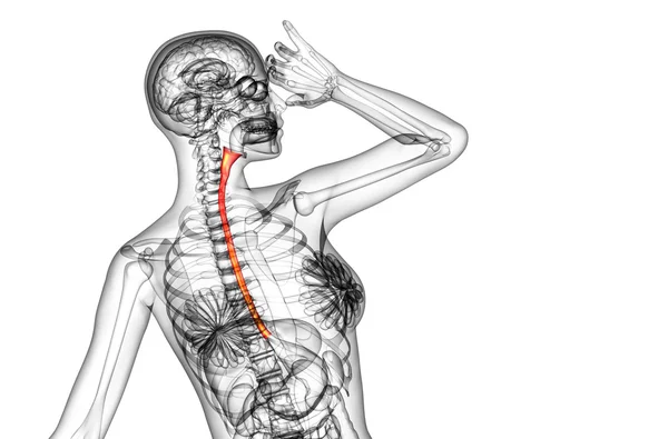 3d weergegeven illustratie van de slokdarm — Stockfoto