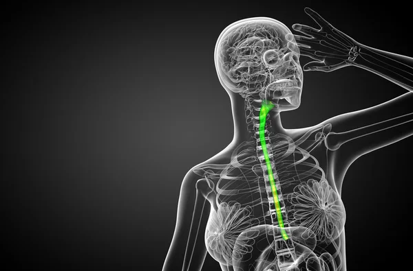 3d rendered illustration of the esophagus — Stock Photo, Image