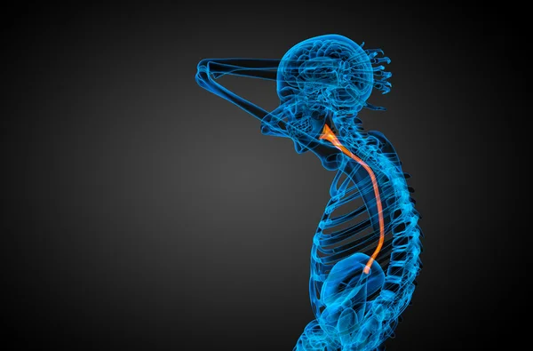 3d rendered illustration of the esophagus — Stock Photo, Image