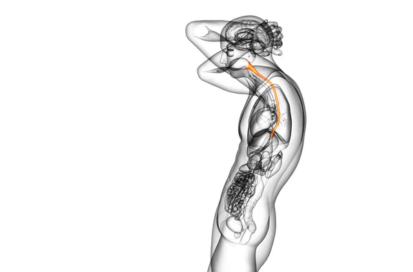 食管的 3d 呈现的插图 — 图库照片