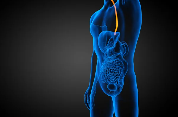 3D gerenderte Darstellung der Speiseröhre — Stockfoto
