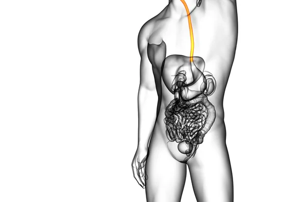 3d rendered illustration of the esophagus — Stock Photo, Image