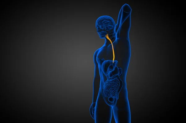 食道の 3 d レンダリングされた図 — ストック写真