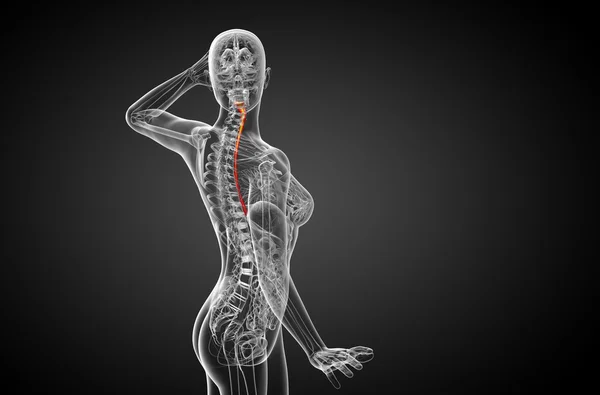 3d rendered illustration of the esophagus — Stock Photo, Image