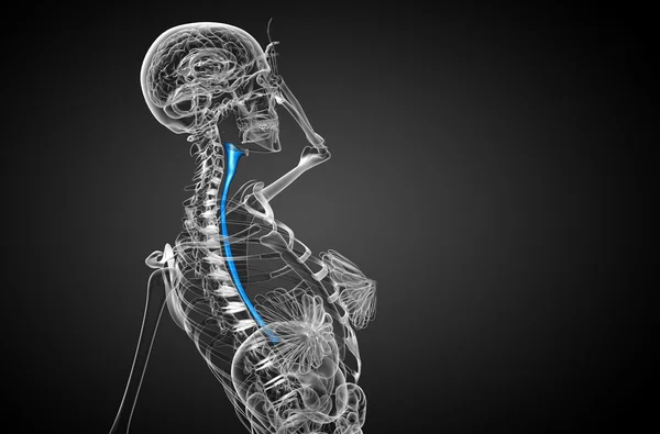 3d rendered illustration of the esophagus — Stock Photo, Image