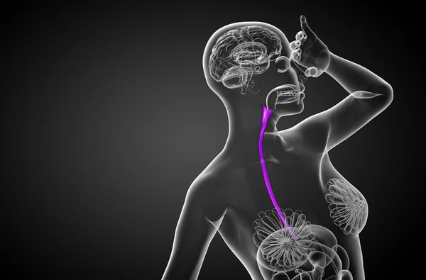 3d weergegeven illustratie van de slokdarm — Stockfoto