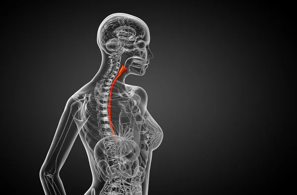 3d rendered illustration of the esophagus — Stock Photo, Image