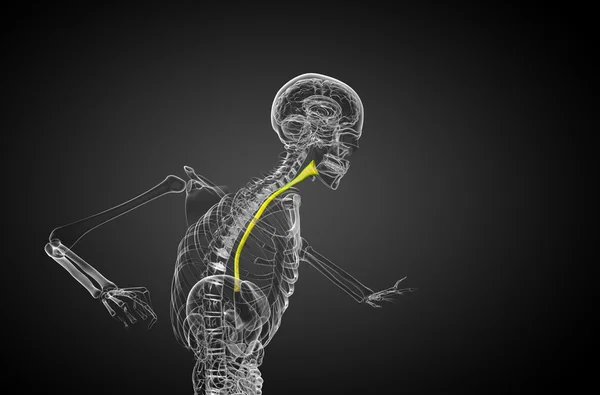 3d rendered illustration of the esophagus — Stock Photo, Image