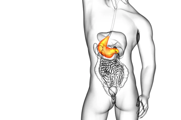 3d 渲染医学插图的胃 — 图库照片