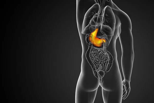 3d render medical illustration of the stomach — Stock Photo, Image