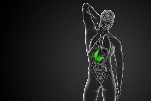 3d 렌더링 의료 일러스트 레이 션의 위 — 스톡 사진