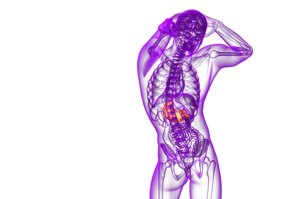 3d rendir ilustración médica del estómago —  Fotos de Stock