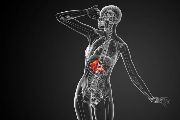 3d визуализировать медицинскую иллюстрацию желудка — стоковое фото