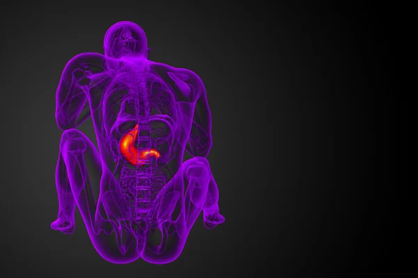 3D render medische illustratie van de maag — Stockfoto