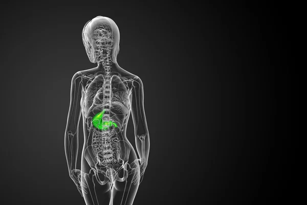 3d визуализировать медицинскую иллюстрацию желудка — стоковое фото