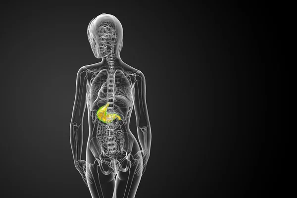 3D Darstellung medizinischer Illustration des Magens — Stockfoto