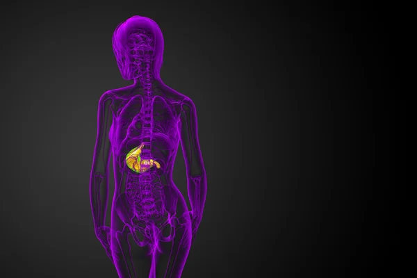 3d rendre illustration médicale de l'estomac — Photo