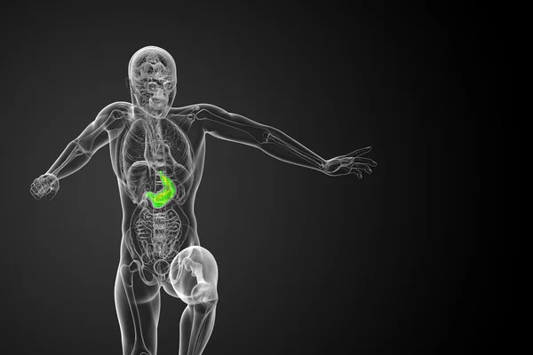 3d render medical illustration of the stomach — Stock Photo, Image