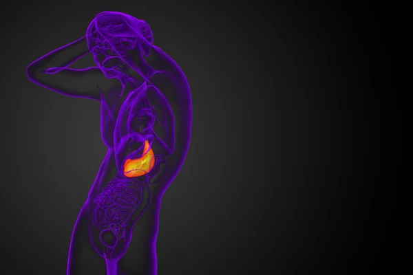 3d rendir ilustración médica del estómago — Foto de Stock