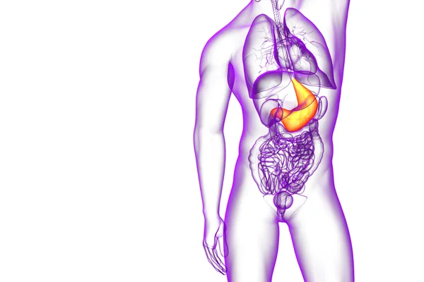 3d rendre illustration médicale de l'estomac — Photo