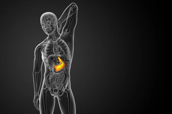3D göra medicinsk illustration av magen — Stockfoto