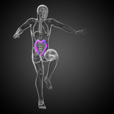 insan sindirim sistemi kalın bağırsak