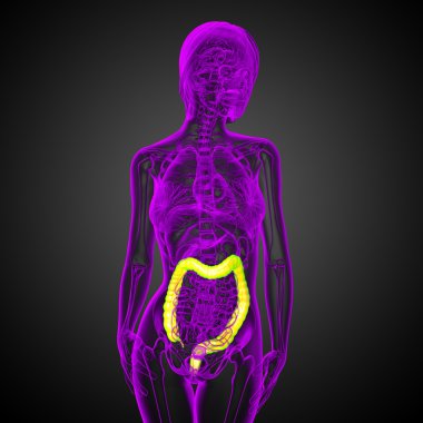 insan sindirim sistemi kalın bağırsak