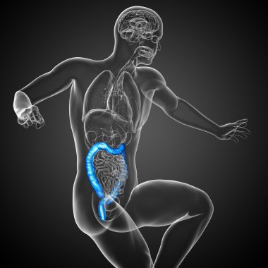 insan sindirim sistemi kalın bağırsak