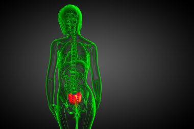 3D render Medikal illüstrasyon sakrum kemiği