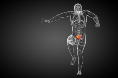 3D render Medikal illüstrasyon sakrum kemiği