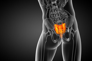 3D render Medikal illüstrasyon sakrum kemiği