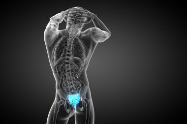 3D render Medikal illüstrasyon sakrum kemiği