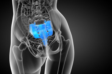 3D render Medikal illüstrasyon sakrum kemiği