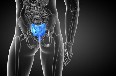 3D render Medikal illüstrasyon sakrum kemiği