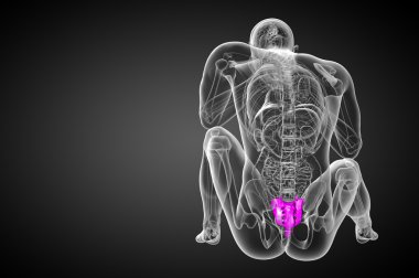 3D render Medikal illüstrasyon sakrum kemiği