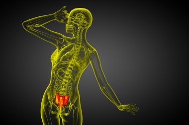 3D render Medikal illüstrasyon sakrum kemiği