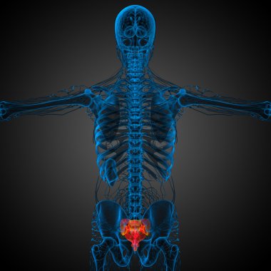 3D render Medikal illüstrasyon sakrum kemiği