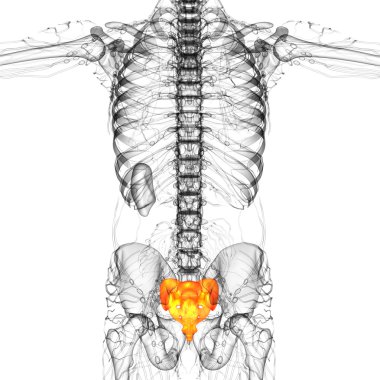 3d render medical illustration of the sacrum bone clipart