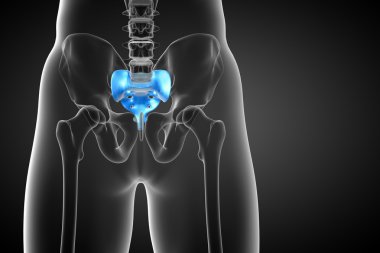 3D render Medikal illüstrasyon sakrum kemiği