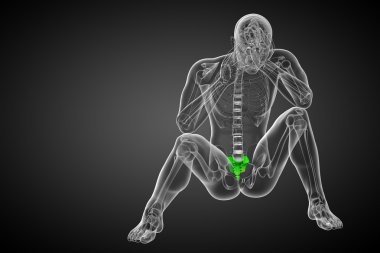 3D render Medikal illüstrasyon sakrum kemiği