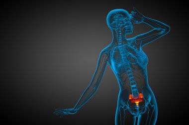 3D render Medikal illüstrasyon sakrum kemiği