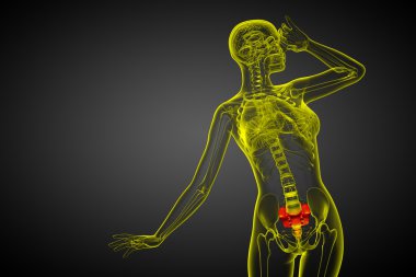 3D render Medikal illüstrasyon sakrum kemiği